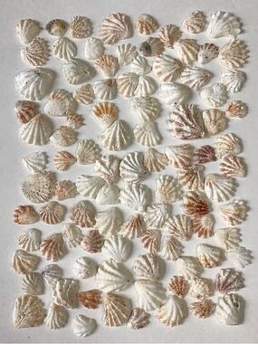 Seashells 100 Kitten Paws Shells 1/2” to 1-1/4” Natural Beach Arts Crafts Decor